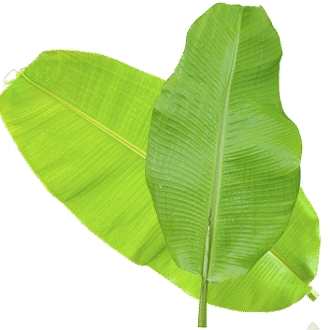 Banana Leaf