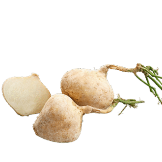 Jicama